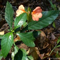 Crossandra infundibuliformis subsp. arida L.H.Cramer